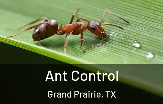  Ant Control Grand Prairie, TX