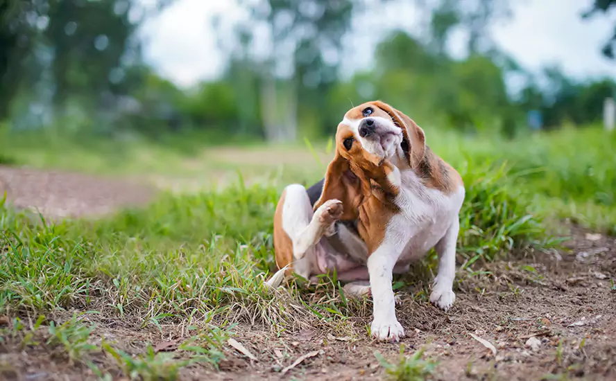 Our Proven Flea Infestation Treatment in Grand Prairie