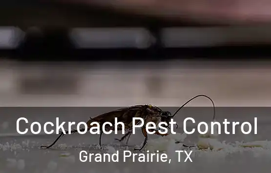  Cockroach Pest Control Grand Prairie, TX