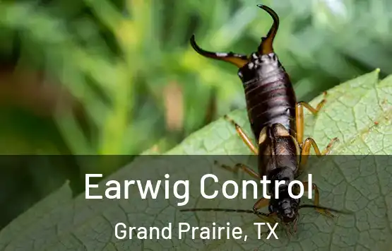 Earwig Control Grand Prairie, TX