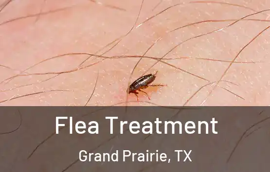  Flea Treatment Grand Prairie, TX