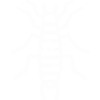 Earwigs Pest Control Grand Prairie, TX