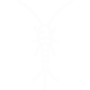 Silverfish Pest Control Grand Prairie, Texas