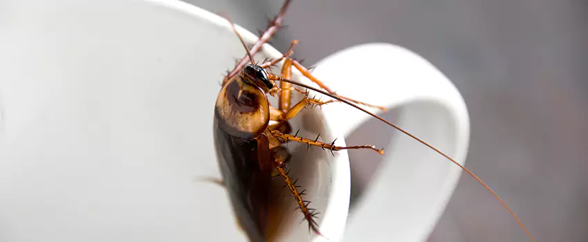 cockroach-pest-control in Grand Prairie, TX