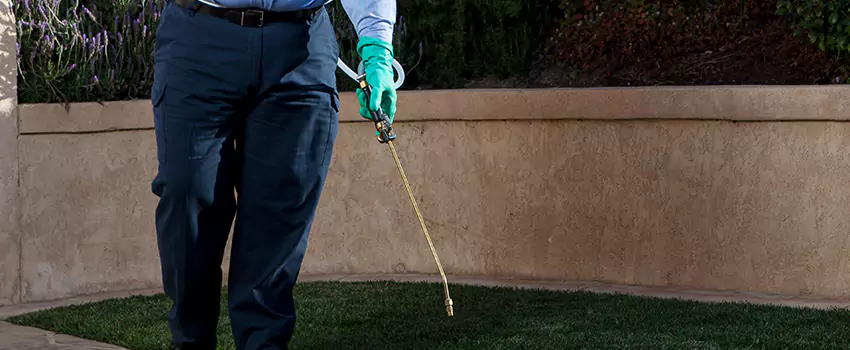 flea-treatment in Grand Prairie, TX