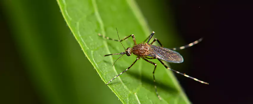 mosquito-treatment in Grand Prairie, TX
