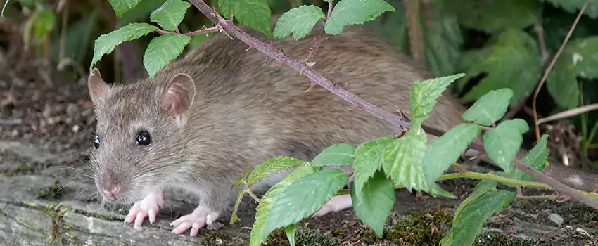 mouse-control in Grand Prairie, TX
