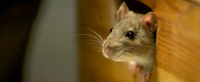 rat-exterminator in Grand Prairie, TX