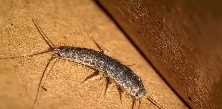 silverfish-control in Grand Prairie, TX