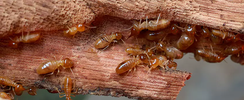termite-treatment in Grand Prairie, TX