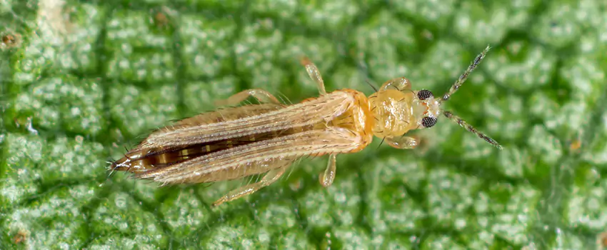 thrips-treatment in Grand Prairie, TX