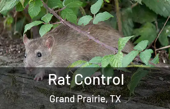  Rat Control Grand Prairie, TX