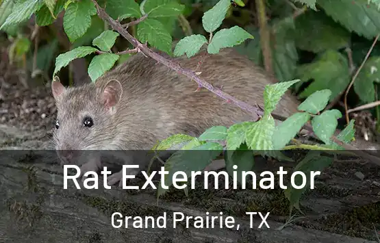  Rat Exterminator Grand Prairie, TX