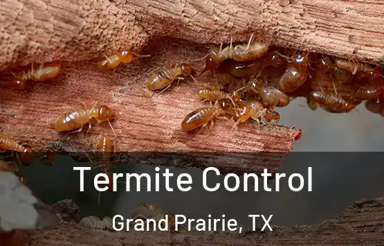  Termite Control Grand Prairie, TX