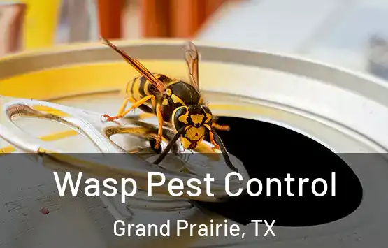  Wasp Pest Control Grand Prairie, TX